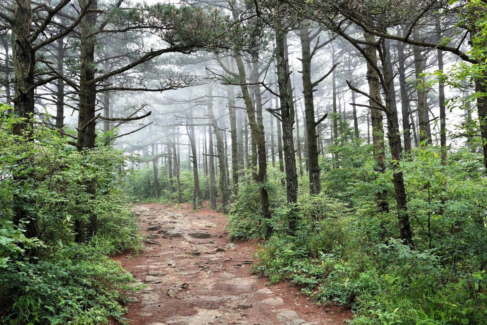 pine forest in the fog